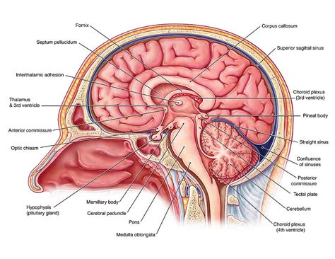 Brain Anatomy Diagram | Quizlet