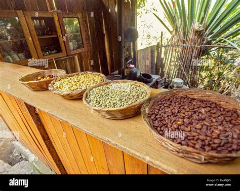 reed baskets with red coffee beans, dry coffee beans, green coffee beans and roasting coffee ...