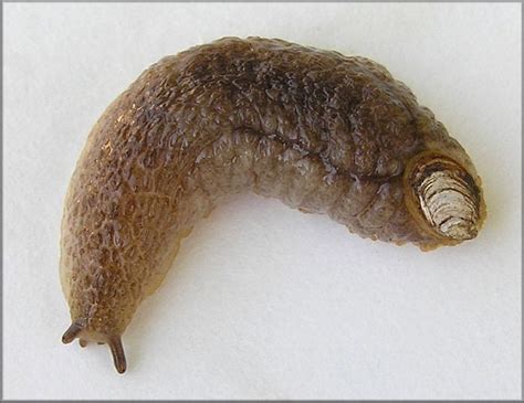 Shelled slug - Alchetron, The Free Social Encyclopedia