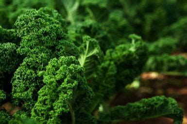 Kale: 5 Great Ways to Use this Super Leafy Green