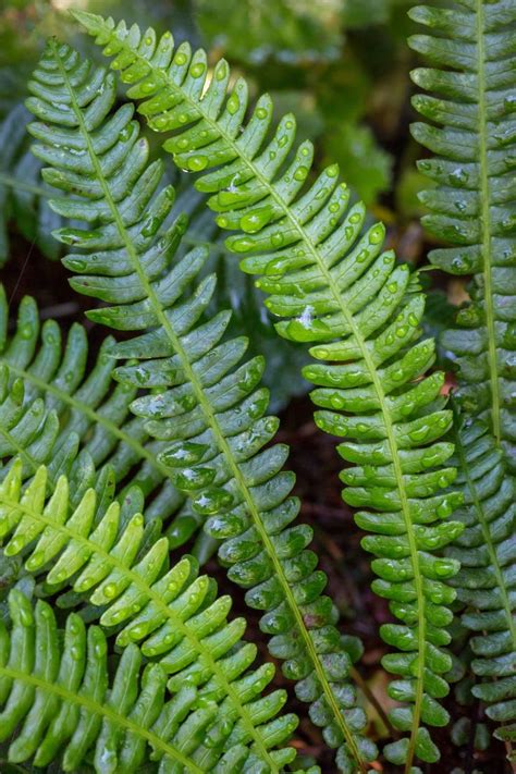 Pacific Northwest Native Plant Profile: Deer Fern (Blechnum spicant ...