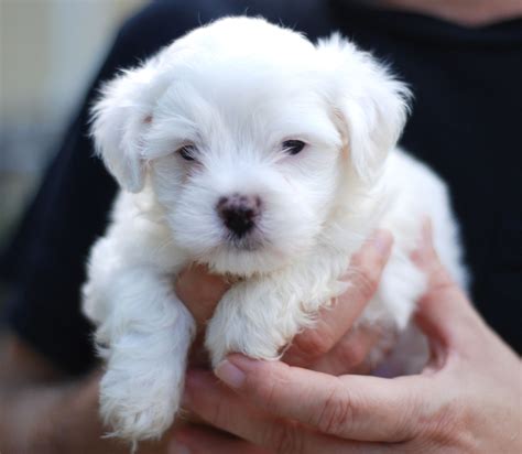 File:Maltese puppy portrait.jpg - Wikimedia Commons