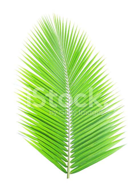 Coconut Tree Leaf Stock Photo | Royalty-Free | FreeImages