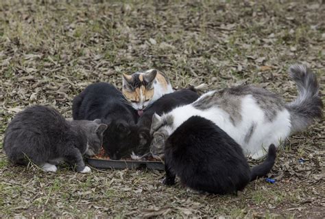 Cat colonies offer humane population control | Local News | kdhnews.com