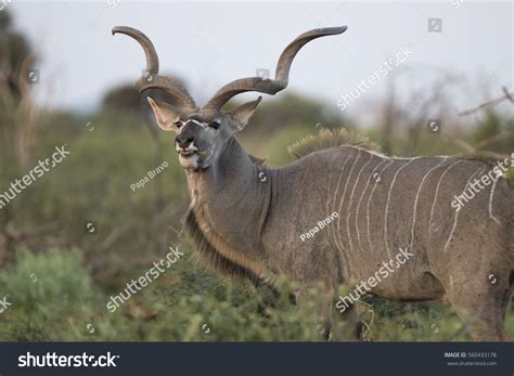 Portrait Male Greater Kudu Antelope Stock Photo 560433178 - Shutterstock