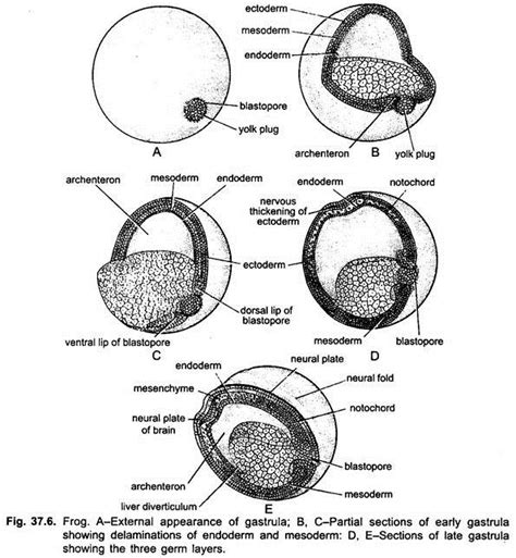 Blastula Frog