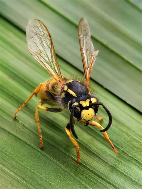 Wasp - Spirit Animal Totems and Messages