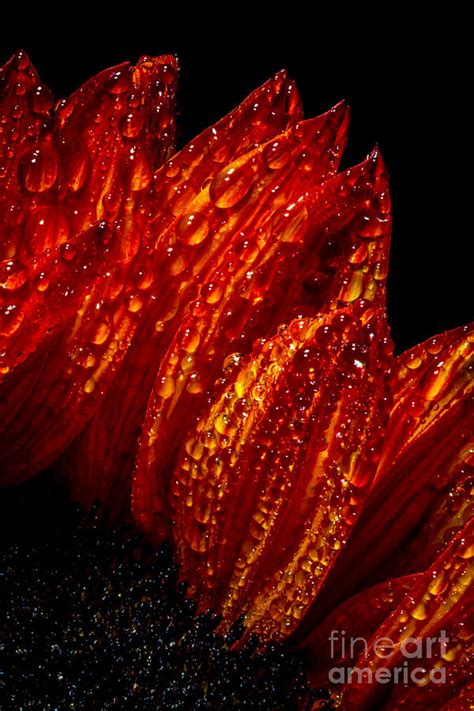 Water Drops On Sunflower Photograph by Mitch Shindelbower - Fine Art America