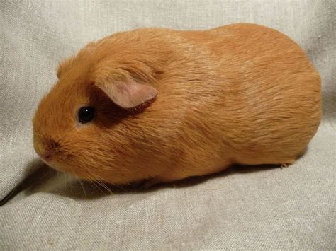 28 best Guinea pigs images on Pinterest | Guinea pigs, Pigs and Small animals