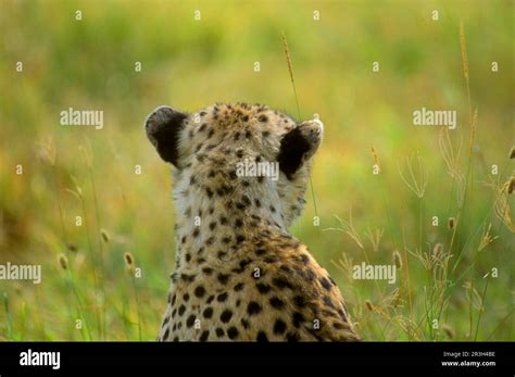 Cheetah (Acinonyx jubatus) Showing black markings on the back of the ears Stock Photo - Alamy