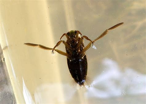 Quelques images de la nature: Les Dents de la mare, épisode 4 : L ...