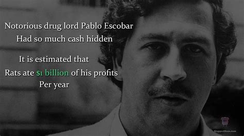 Pablo Escobar Quotes HD wallpaper | Pxfuel