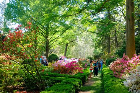 Family Day Trip Ideas to Spring Gardens in MD, DC, VA