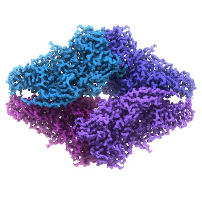 β-galactosidase Bound to Cell-Permeant Inhibitor – Bartesaghi Lab