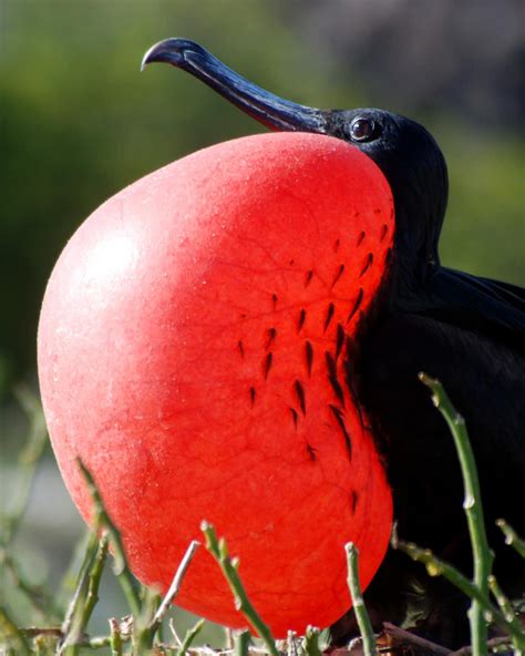 Australian endangered species: Christmas Island Frigatebird