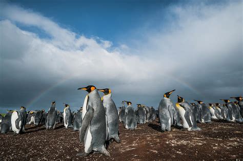 King Penguin Colony Under Rainbow Photograph by Tui De Roy | Fine Art America