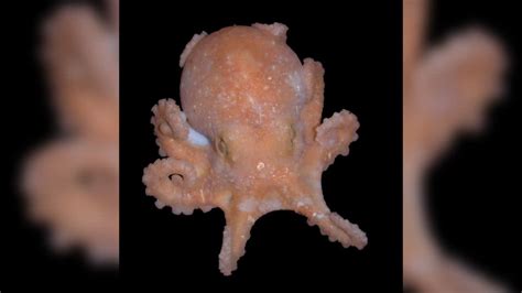 Octopus DNA seems to confirm scientists’ theory about a long-standing ...