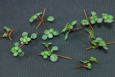 Kanonierblume (Pilea glauca) | Zimmerpflanzen, Wasserpflanzen, Zimmerpflanzen ideen