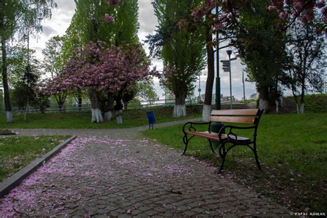 Sakura blossom in Uzhgorod · Ukraine travel blog