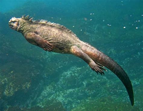 TODO sobre la IMPRESIONANTE Iguana Marina de Galápagos | Wakyma