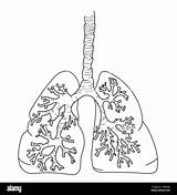 Human Lungs Coloring Page sketch template