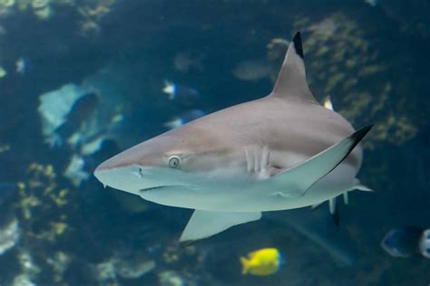 Blacktip Reef Sharks | Hawaii Marine Life