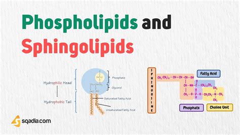 Phospholipid Structure Diagram