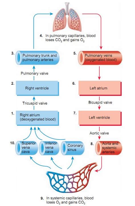 Heart Blood Circulation Flow Chart