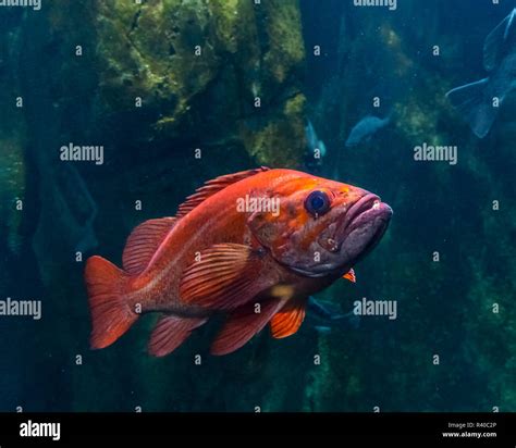 Ocean perch hi-res stock photography and images - Alamy