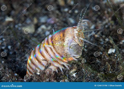 Bobbit Worm in Lembeh Strait Stock Photo - Image of ecology, color ...