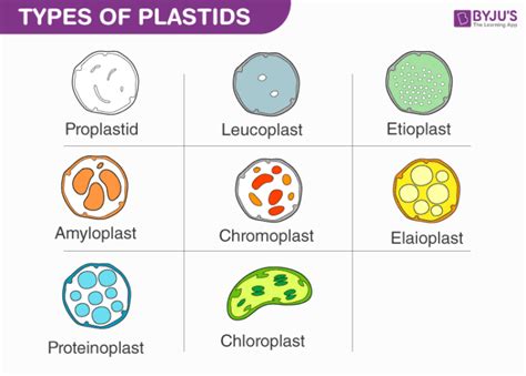 Plastids - Different types of Plastids and their functions in Plants Cell