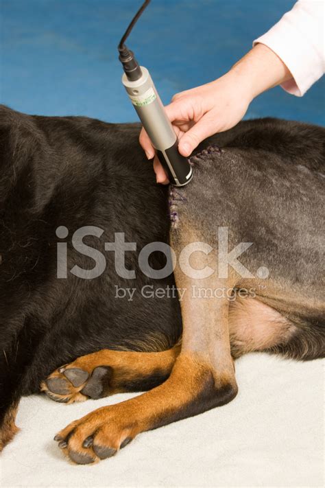 Dog Laser Therapy After Knee Surgery Stock Photo | Royalty-Free | FreeImages