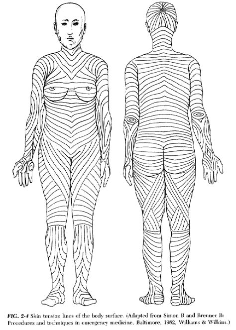 Body Skin Tension Lines | Anatomy | Pinterest | Anatomy