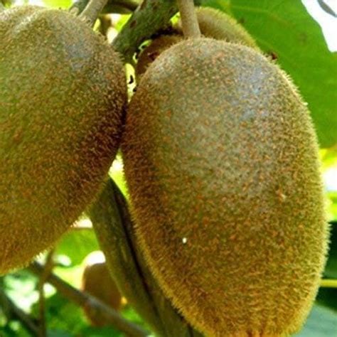 DIY Kiwi Fruit Seeds Mini Kiwi Fruit Seeds Bonsai Plants Delicious Kiwi Vegetable Seeds Small ...