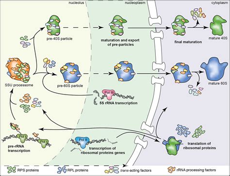 Ribosome synthesis in human cells – Institute of Biochemistry | ETH Zurich