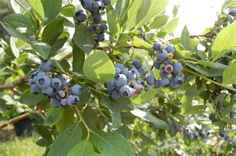 3-in-1 Blueberry Bushes Buying & Growing Guide | Trees.com