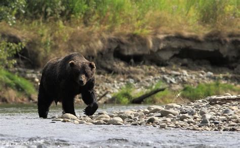 Bella Coola Bear Safari: Bear-watching in the Great Bear Rainforest - Expedition Wildlife