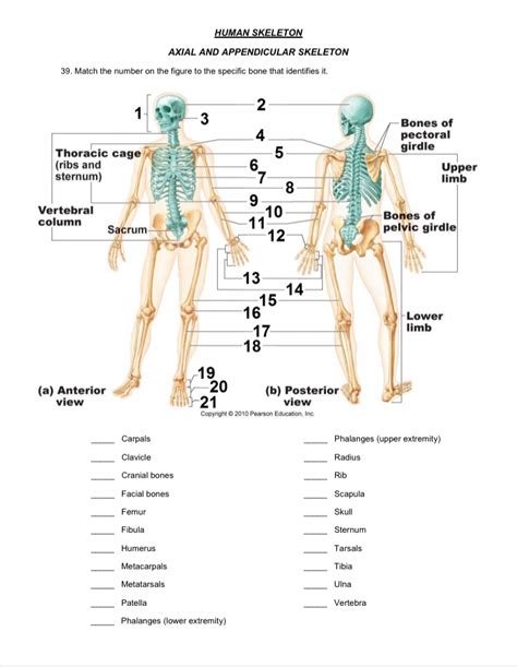 Appendicular Skeleton Axial Skeleton : The Skeleton And The Muscles ...