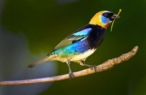 The Golden-hooded tanager (Tangara larvata) is a medium-sized passerine bird. | Pet birds ...