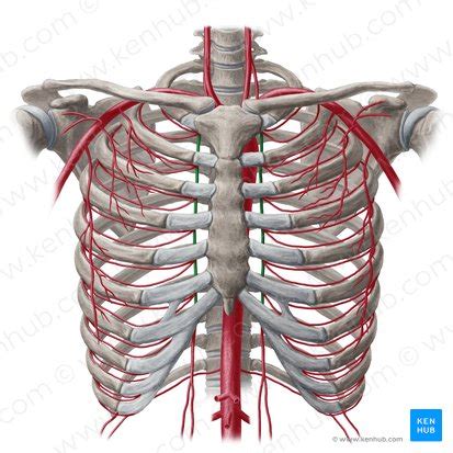 Internal thoracic artery: Anatomy, branches, supply | Kenhub