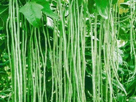 100,200 Long Beans Seeds Yard Long Green Beans Snake Beans Organic Liana Asparagus Beans ...