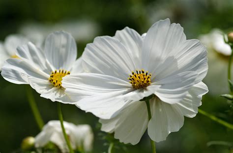 White Cosmos. Flower photography. Garden | Flowers photography, Dream garden, White cosmo