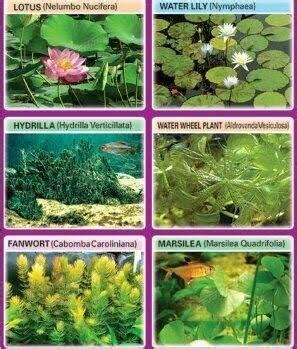 Terrestrial Plants With Names