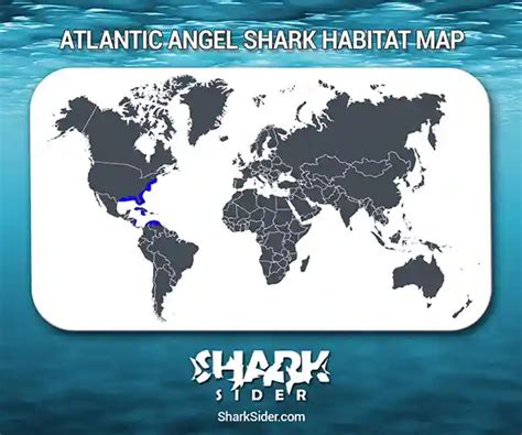 Atlantic Angel Shark– Facts, Size, Behavior, Diet, Pictures