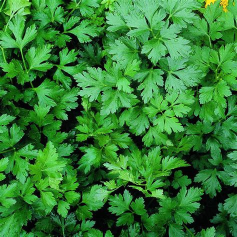 Parsley – Plant – Plantslive