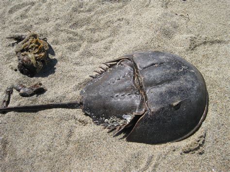 Image of Limulus polyphemus