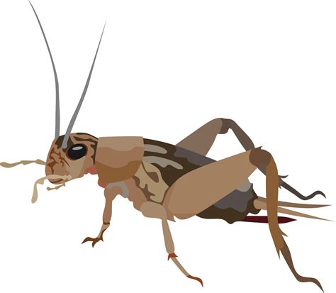 Cricket Insect Animal 3578112 Vector Art at Vecteezy