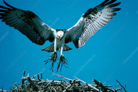 Osprey Building Nest - Stock Image - C004/5955 - Science Photo Library