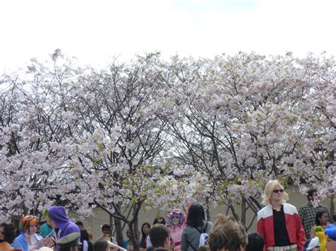 བདེན་པའི་སྐྱ་རེངས། Denpai Kyareng: Sakura Festival in San Francisco