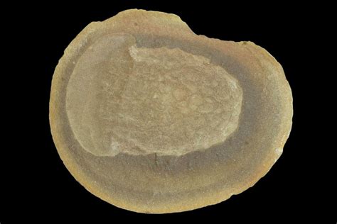 2.6" Fossil Jellyfish (Essexella) Pos/Neg - Illinois (#120712) For Sale ...